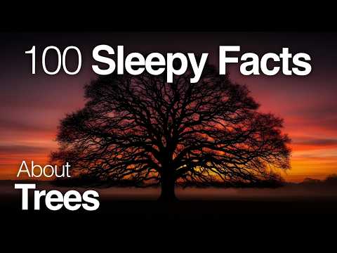 The Most Relaxing Facts About Trees to Fall Asleep To