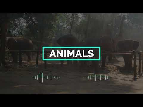 Quavo x XXXTENTACION Type Beat 2018 - "ANIMALS" | Type Beat | Rap Trap Instrumental 2018