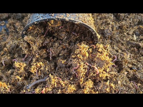 An experimental worm bed