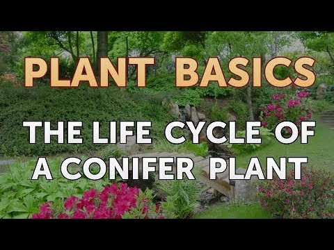 How to Dry an Overwatered Plant