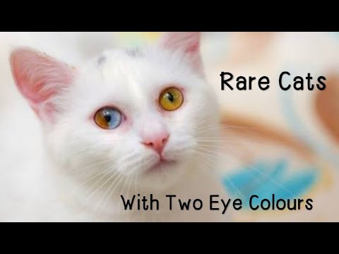 #cats #heterochromia #rarecats #catvideo. 🐈🐈Rare Cats With Two Different Eye Colors. 🐱