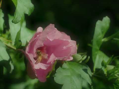 Will Buck & Tilman - A Taste Of Honey