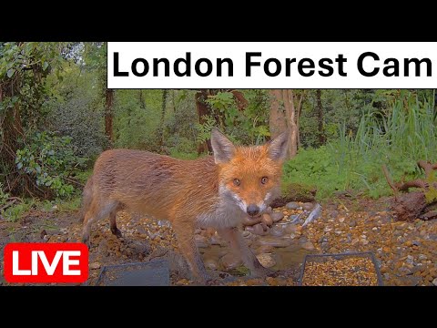 LIVE -  London UK Forest wildlife cam | Foxes, hedgehogs, squirrels, deer and many more