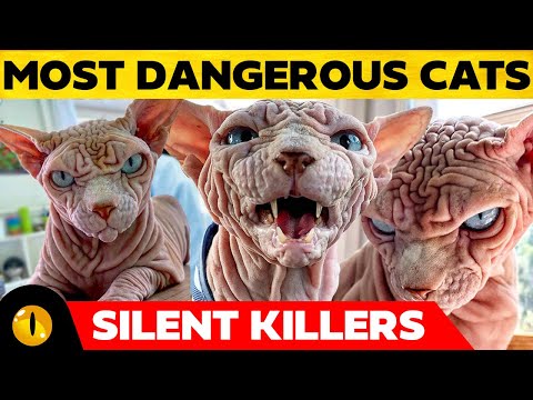 TOP 10 MOST DANGEROUS CAT BREEDS