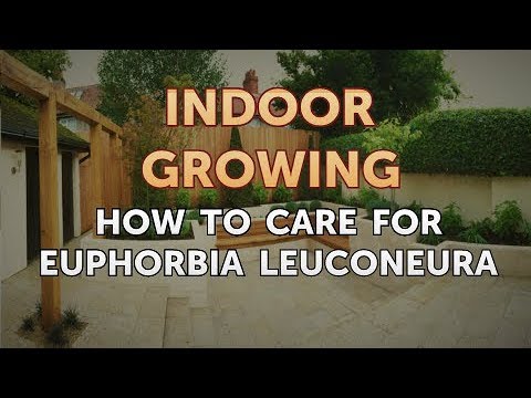 How to Regrow a Broken Aloe Leaf