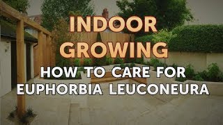 How to Care for Euphorbia Leuconeura
