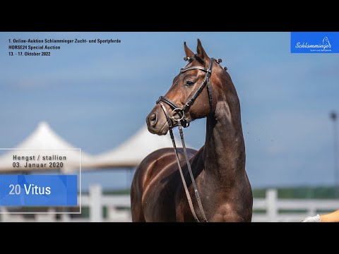 Schlamminger-Auktion Lot 20 Vitus Hengst v.Viva Gold - De Niro