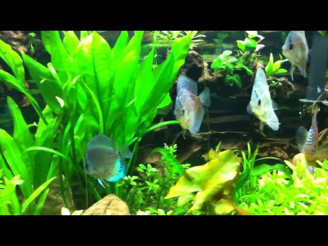 Discus fish 65 gallon planted dirted