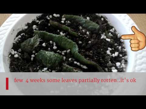 How to Propagate Streptocarpus