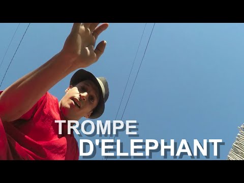 KOSH - TROMPE D'ELEPHANT