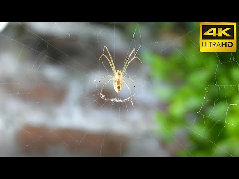 SPIDER | 4K FULL HD No Copyright Video Royalty Free Videos free stock videos for youtube