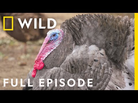 The Terrible Turkey Trot (Full Episode) | Dr. T, Lone Star Vet