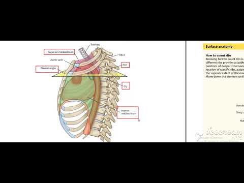 Thoracic cage