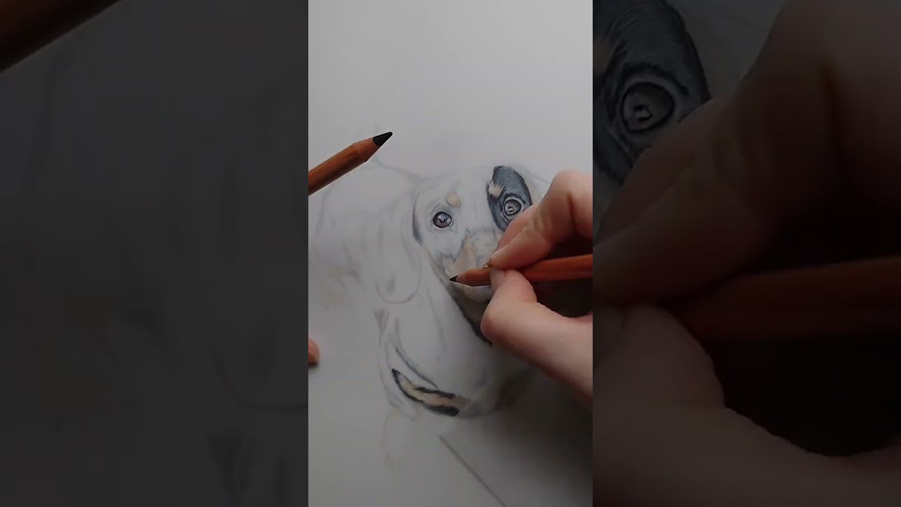 Dachshund time lapse drawing  in colour pencil