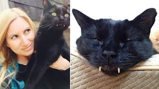 After Father And Friend Die Woman Finds Happiness After Adopting Vampire Cat