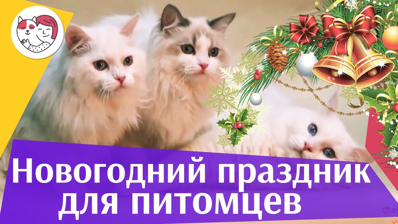 4 совета, как создать праздничное настроение питомцу под Новый год на ilikepet
