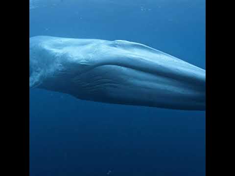 Sound of blue whale l Ipsita's Dreamy World