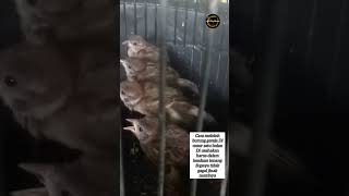 Download lagu Cara meloloh burung gereja Di usahakan harus dalam keadaan tenang Supaya tidak gagal jinak nantinya mp3