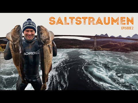 Spearfishing in Saltstraumen - The Strongest Tidal Stream in the World - Ep. 2