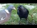 Interesting Change In Local Wood Pigeons Behaviour But Will It Last