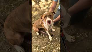 Video preview image #1 Mutt Puppy For Sale in Philadelphia, PA, USA