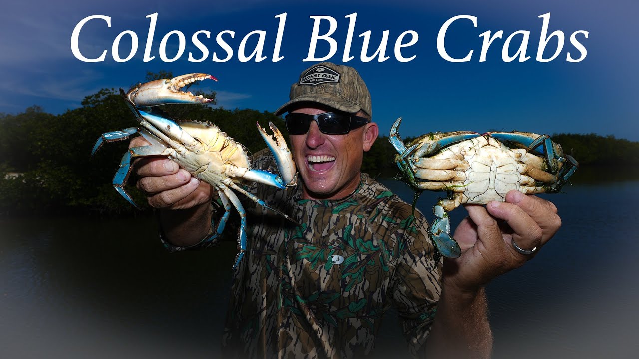 Colossal Blue Crabs in a NEW AREA! Catch Clean Cook Fresh Caught vs Store Bought