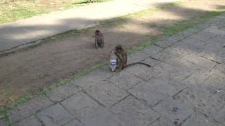 preview picture of video 'Monkey see monkey do!!! Elephanta Caves.'