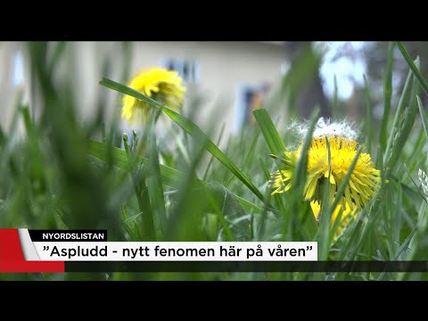 Här är årets nya ord -  - Nyheterna (TV4)