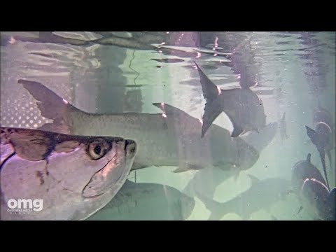 Islamorada - Robbie's Marina live cam