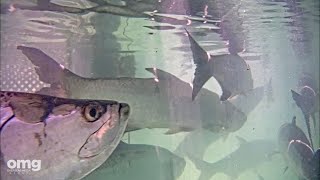 Underwater Tarpon Feeding Dock at Robbie's Marina in Islamorada - LIVE live webcam