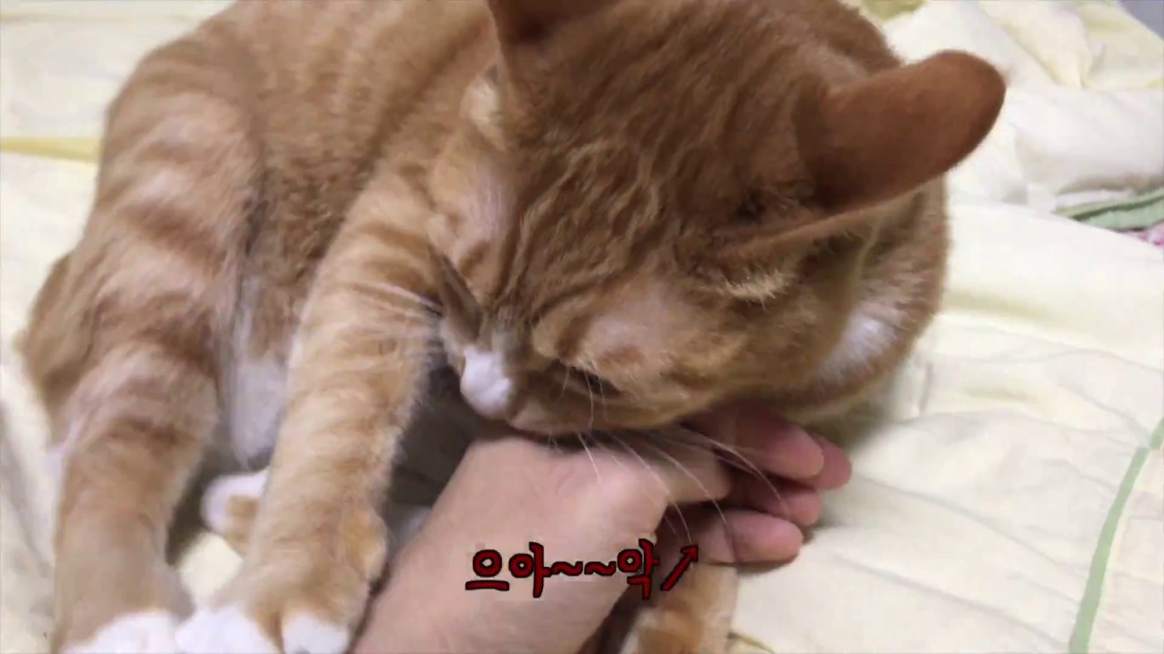 고양이 궁디를 또 팡팡 해보았습니다.