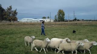 Wren&#39;s first driving lesson (15 months)