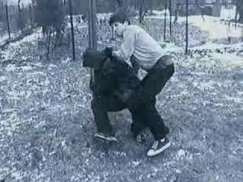 Yokozuki - draka o podwórko