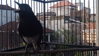 Download lagu pancingan suara kacer ngeplong cocok untuk masteran kacer di malam hari! nyaut ampuh! mp3