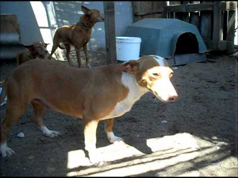 Podencoworld: Somaya the pretty Podenco girl needs a home