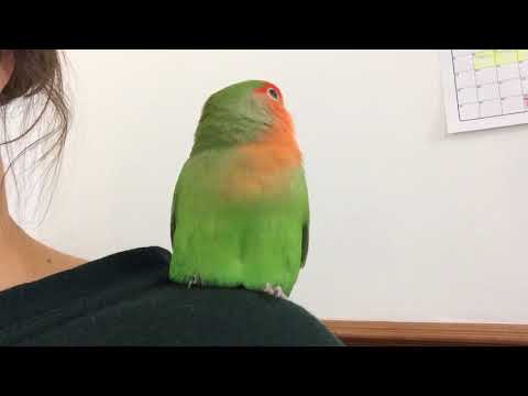 Very chatty lovebird
