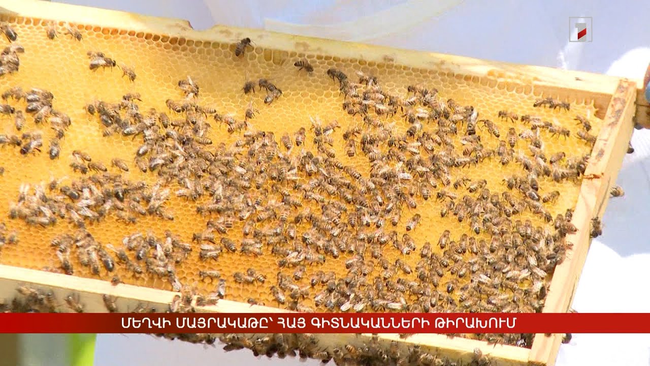 Մեղվի մայրակաթը՝ հայ գիտնականների թիրախում