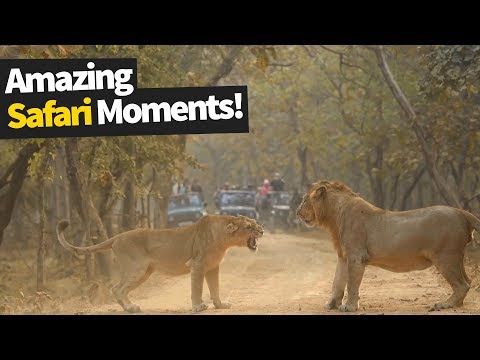 26 Incredible Safari Moments Caught on Camera