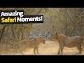26 Incredible Safari Moments Caught on Camera