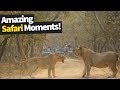 26 Incredible Safari Moments Caught On Camera