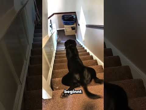 Das Abenteuer des Hundes auf der mit Teppich ausgelegten Treppe geht schief