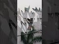Ye Wadiya Ye Fizayen Bula Rahi Hai Tumhe Mohamadrafi Oldisgold Bollywoodsongs
