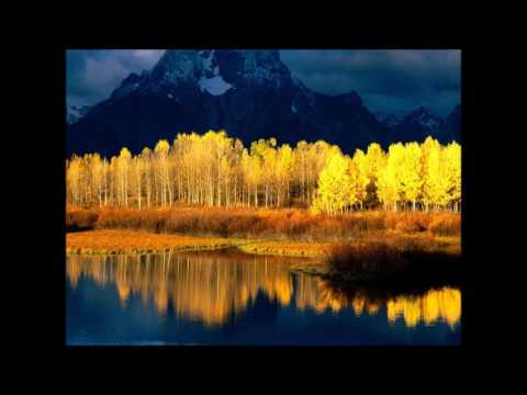 Pando es el mayor ser vivo del mundo