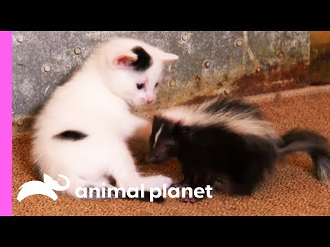 Mother Cat Adopts a Tiny Skunk