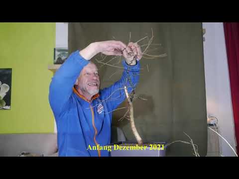 Lärchenliterat 18 Monate begleitet