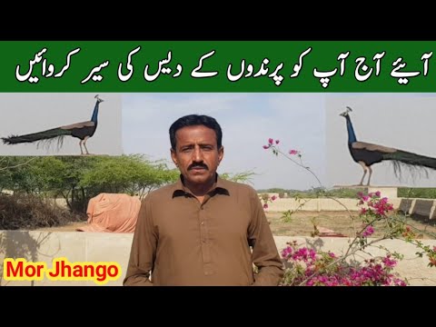 Parindo Ka des Morjhango Jahan Har parinda Mehfooz Hy