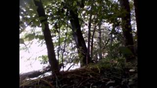 My Wild Tamed Friendly Beaver