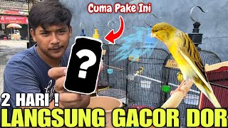 Download lagu TIPS AND WAYS TO MAKE A CANARY SING QUICKLY IN 2 DAYS! mp3 Download lagu TIPS AND WAYS TO MAKE A CANARY SING QUICKLY IN 2 DAYS! mp3