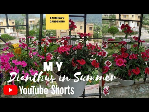 My Dianthus Plants Tour in Summer/May || Fahmida's Gardening#Shorts