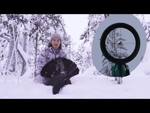 Winter capercaillie hunting in Inari, Lapland, Finland 2023 - The final moments | Toppjakt